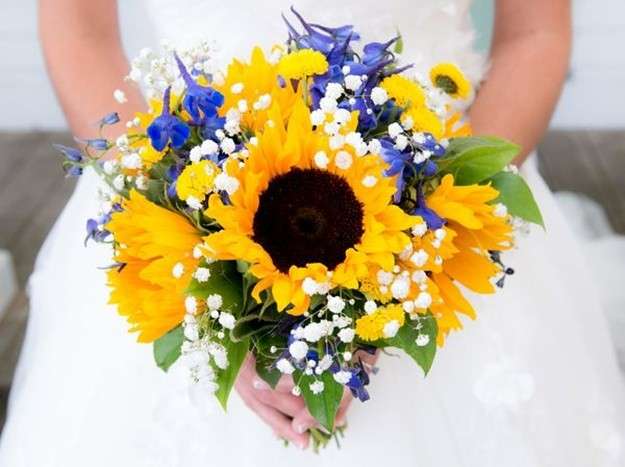 girasol