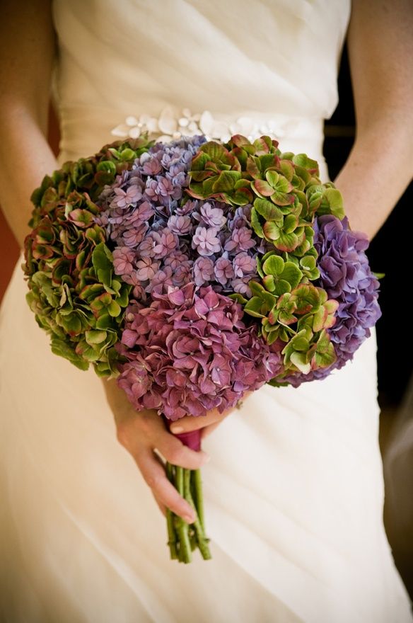 hortensias