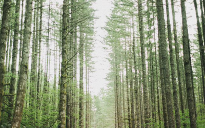 Los Viernes de Bodas en España: La Nueva Tendencia de Casarse en el Bosque